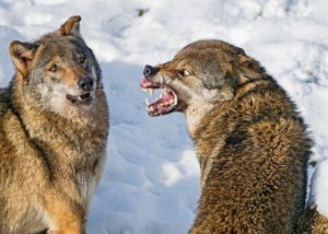 Create meme: angry wolf, gifs wolves, wolf