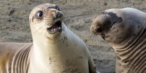 Create meme: funny seal, Navy seal meme, Navy seals