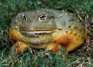 Create meme: toad, the bull frog