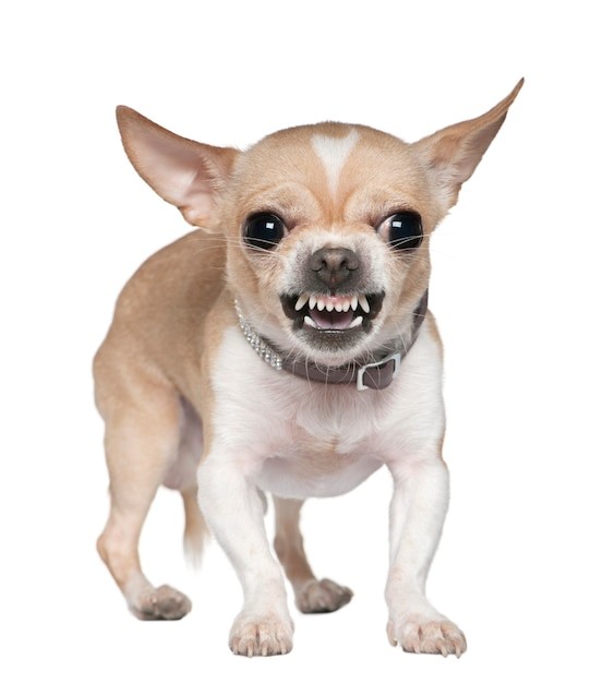 Create meme: chihuahua, chihuahua hua is evil, chihuahua bubu