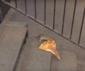 Create meme: rat with pizza