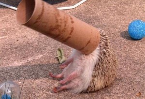 Create meme: hedgehog tube, Hedgehog Care, animal