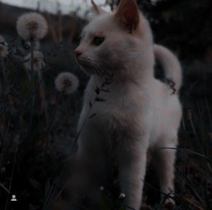 Create meme: cats are beautiful, kitty white, white cat