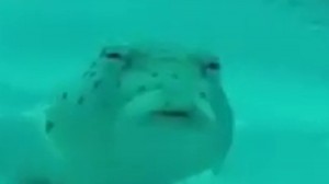 Create meme: face, shark, suspicious fish