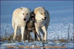 Create meme: a pack of wolves, photos facts about wolves, facts about wolves