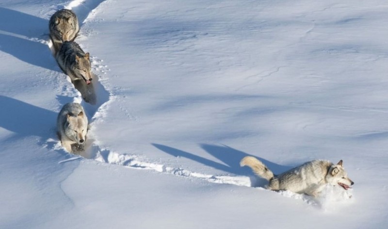 Создать мем: волки идут по снегу, волк в сугробе, волчара