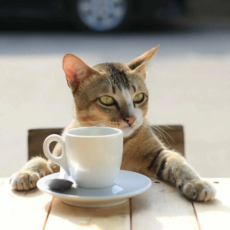 Create meme: coffee cat, morning coffee cat, morning coffee