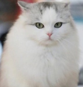 Create meme: white cat, cat, cat