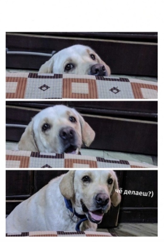 Create meme: Labrador Retriever , Labrador , golden Labrador retriever