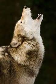 Create meme: the howling wolf , wolf , wolf ooooof