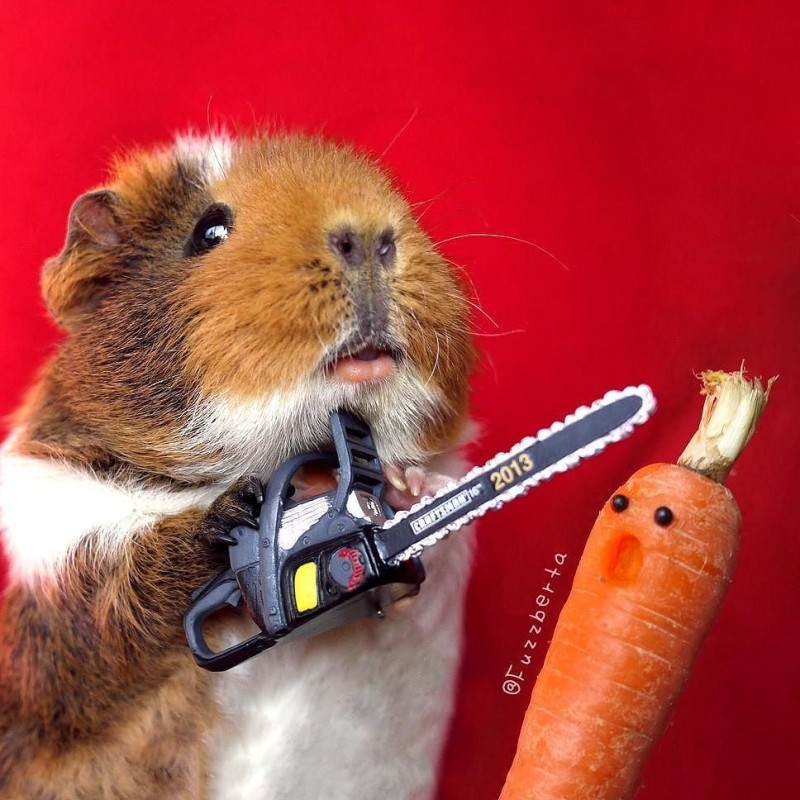 Create meme: Guinea pig , evil hamster, hamster with a knife