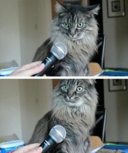 Create meme: cat with microphone, cat with microphone meme, sir you realize that you are a cat