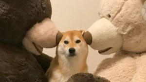 Создать мем: shiba inu, песик, shiba inu dog