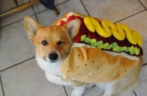 Create meme: puppy Welsh Corgi, hot dog