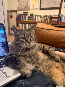 Create meme: working cat, seals, cat
