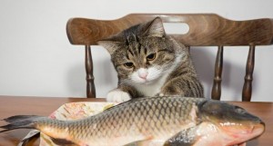 Создать мем: свежая рыба, рыжий кот с рыбой, кошка рыба