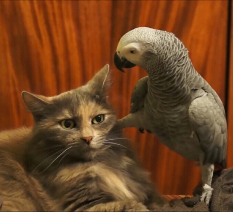 Create meme: A parrot talks to a cat, cat and parrot, cat 