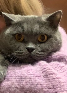 Create meme: cat, cat, British Shorthair