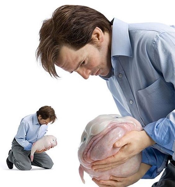 Create meme: dropfish (blobfish), The man with the fish drop, The hyperrealism of Patricia Piccinini