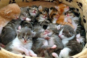 Create meme: kitties, cats and kittens, a cat with a bunch of kittens kittens