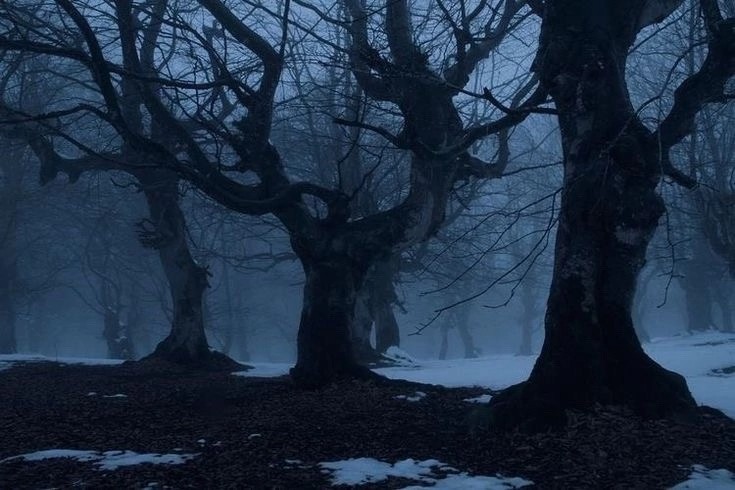 Create meme: dark forest, The ominous tree, dark wood