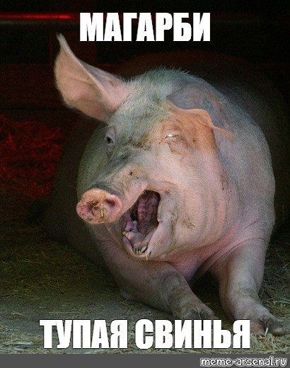 Create meme: evil pig, pigs funny, boar pig