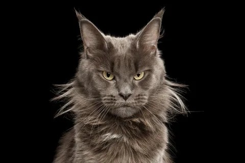 Create meme: maine coon, maine coon breed, the Maine coon cat is black