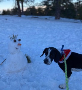 Создать мем: собаки крупные, dog, животные собаки