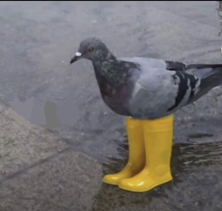 Create meme: dove , blue pigeon pigeons, pigeons in boots