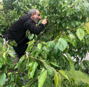 Create meme: tree ungnadia, the leaves of the black cherry, walnut leaves