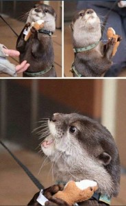 Create meme: otter