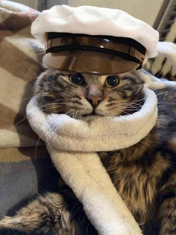 Create meme: cat sailor, cats are sailors, cat 