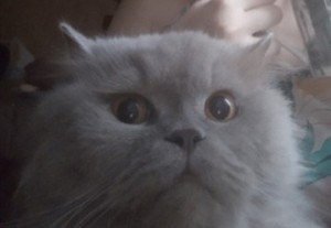 Create meme: cat grey, cat, Cat