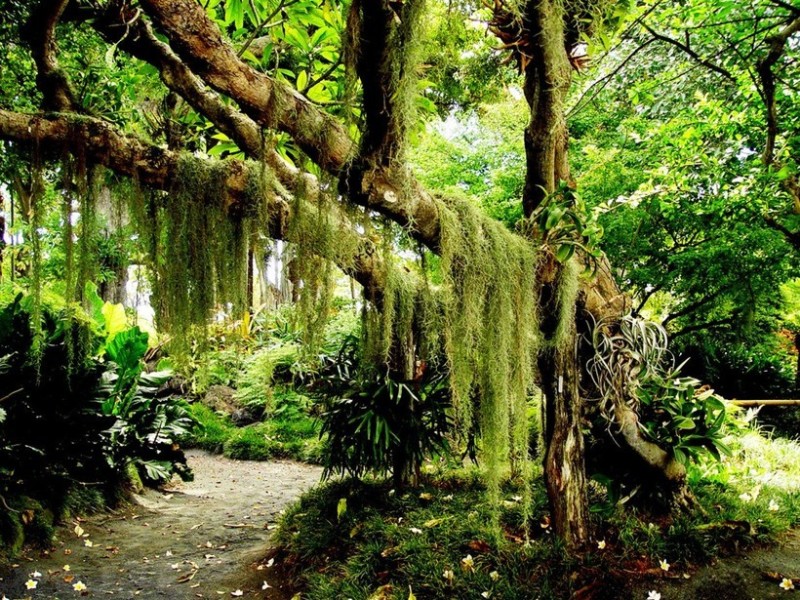 Create meme: Singapore Botanical Garden, Gilea — tropical rainforests, Singapore Botanical Garden Singapore