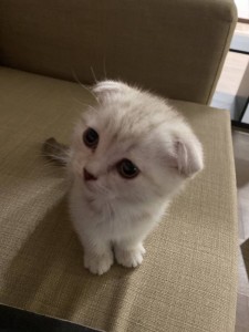 Create meme: British lop-eared cat, Scottish fold, lop-eared kitten