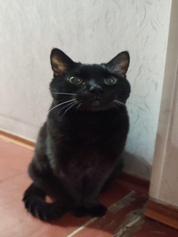 Create meme: smooth - haired cat, cat , the bombay cat is black