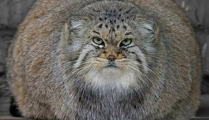 Create meme: animal manul, wild cat manul, siberian wild cat manul