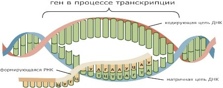 Схема транскрипции рнк