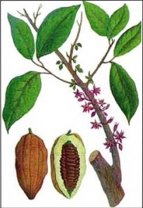 Create meme: the leaves of the chocolate tree, chocolate cocoa tree, cocoa Botanical illustration
