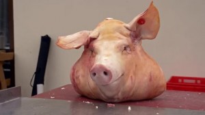 Create meme: pork, the pig's head, pig