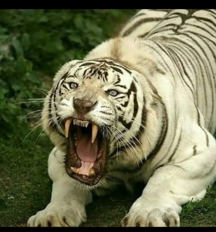 Create meme: white tigers, The angry white tiger, The Amur tiger is an albino