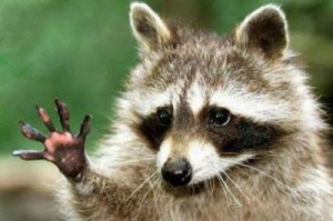 Create meme: waschbär, cute animals, meme raccoon