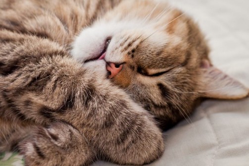 Create meme: sleeping cat, cat , sleepy cat