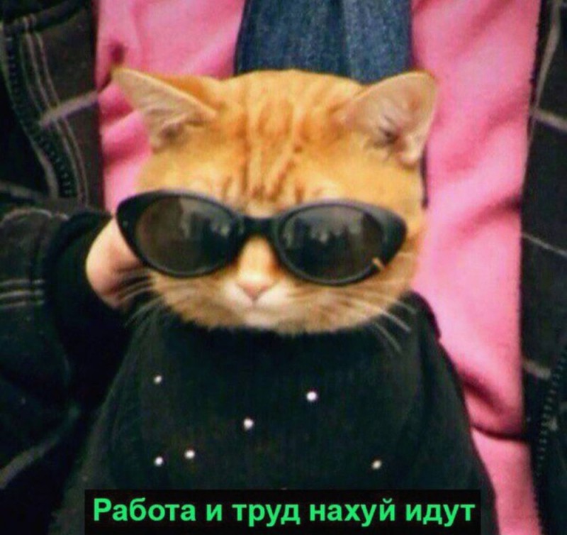 Create meme: red cat with glasses, cat with glasses meme, cat with glasses