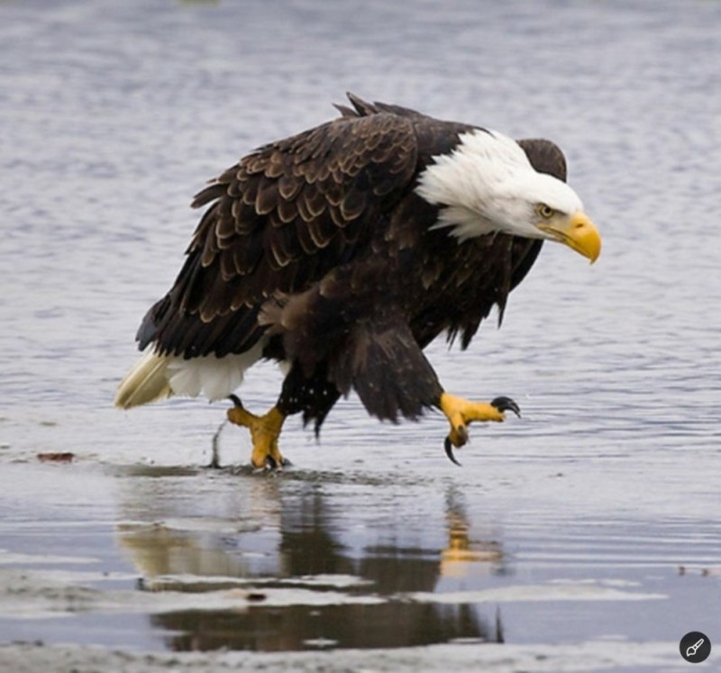 Создать мем: eagle, море озеро, белоголовый орел