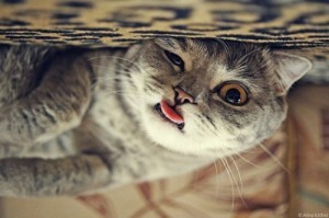 Create meme: cats, funny cats, cat with tongue hanging out pictures