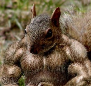 Create meme: protein, squirrel