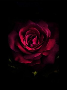 Create meme: flowers red roses, Burgundy roses on Burgundy background, rose on black background