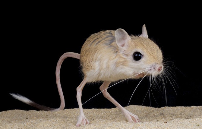 Create meme: jerboa, big jerboa, Madagascar jerboa