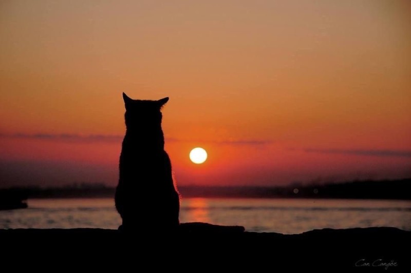 Create meme: sunset , the cat at sunset, a cat at sunset